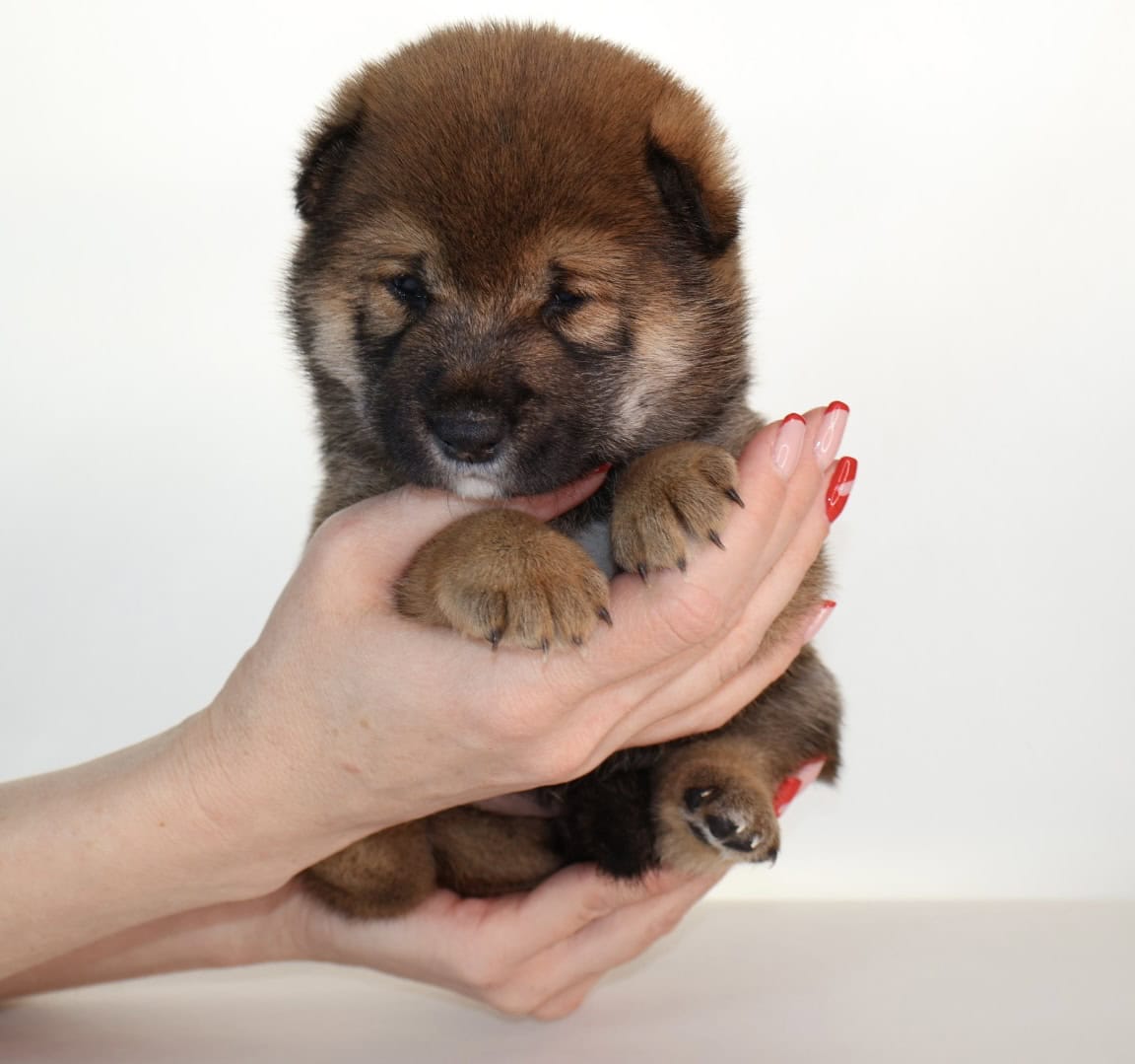 Lion King, Shiba Inu Sesame Boy image 7