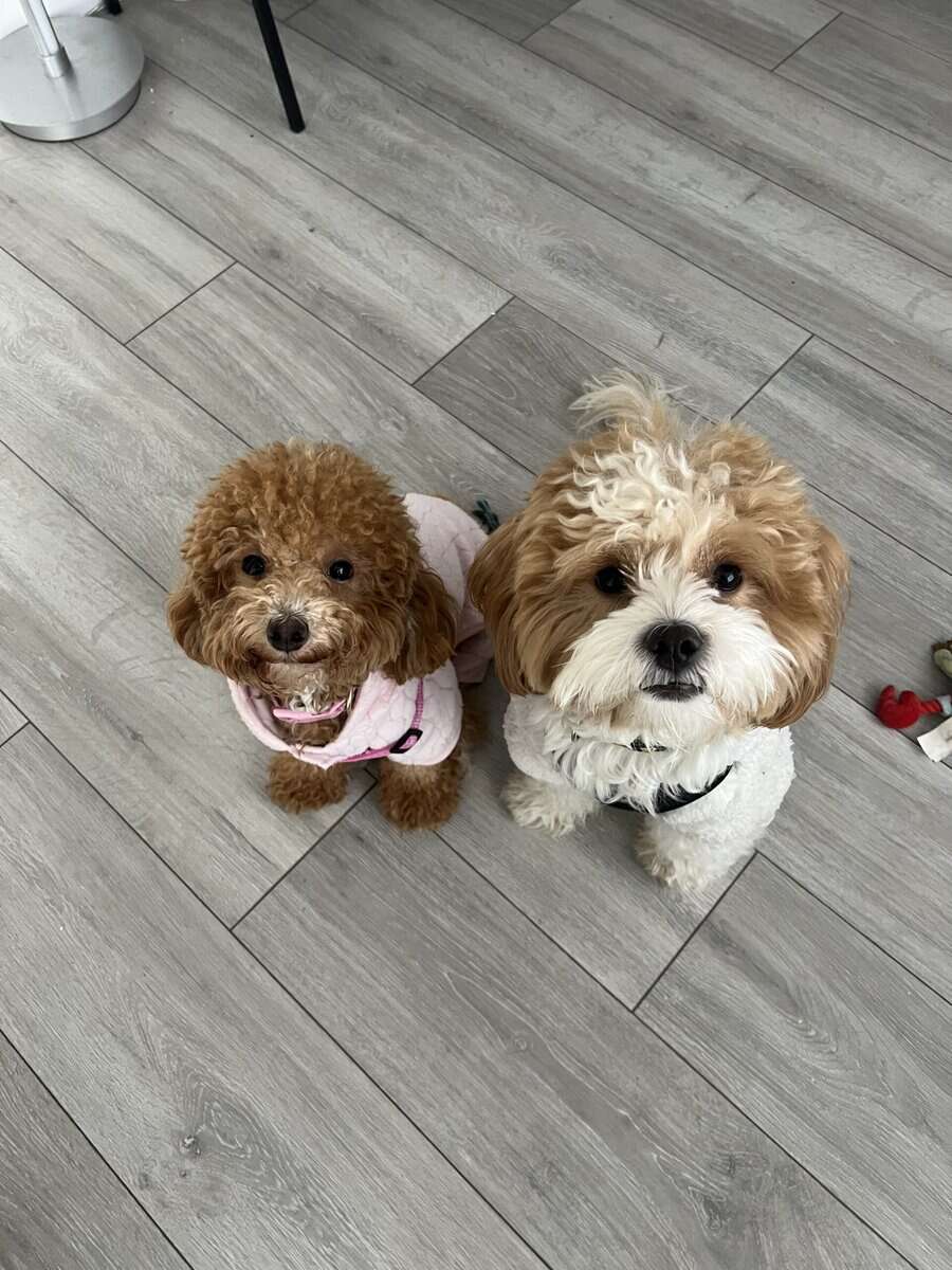 Poodle Mix Puppies image 5