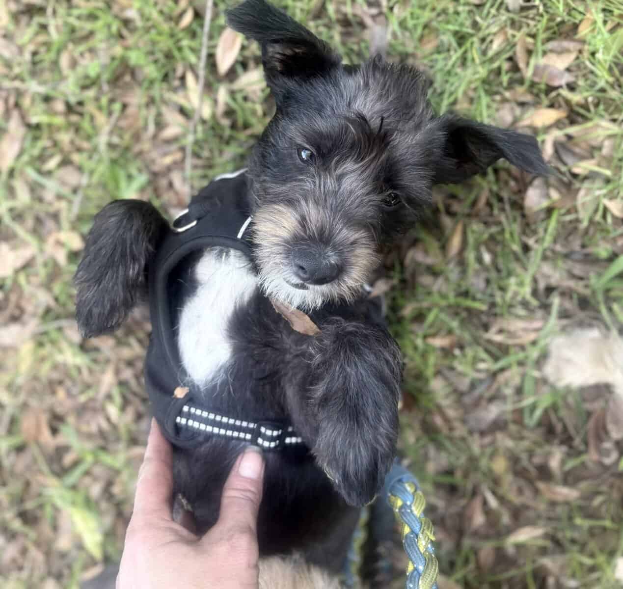 Minature Schnauzer/Terrier Mixed Puppies $400 image 3