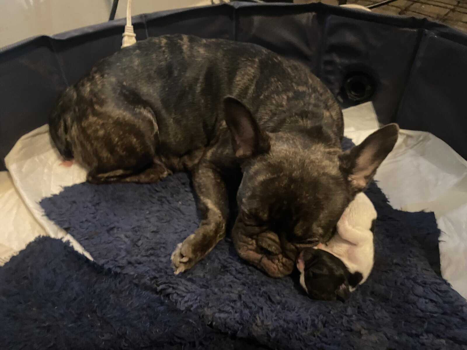 Male french bulldog image 3