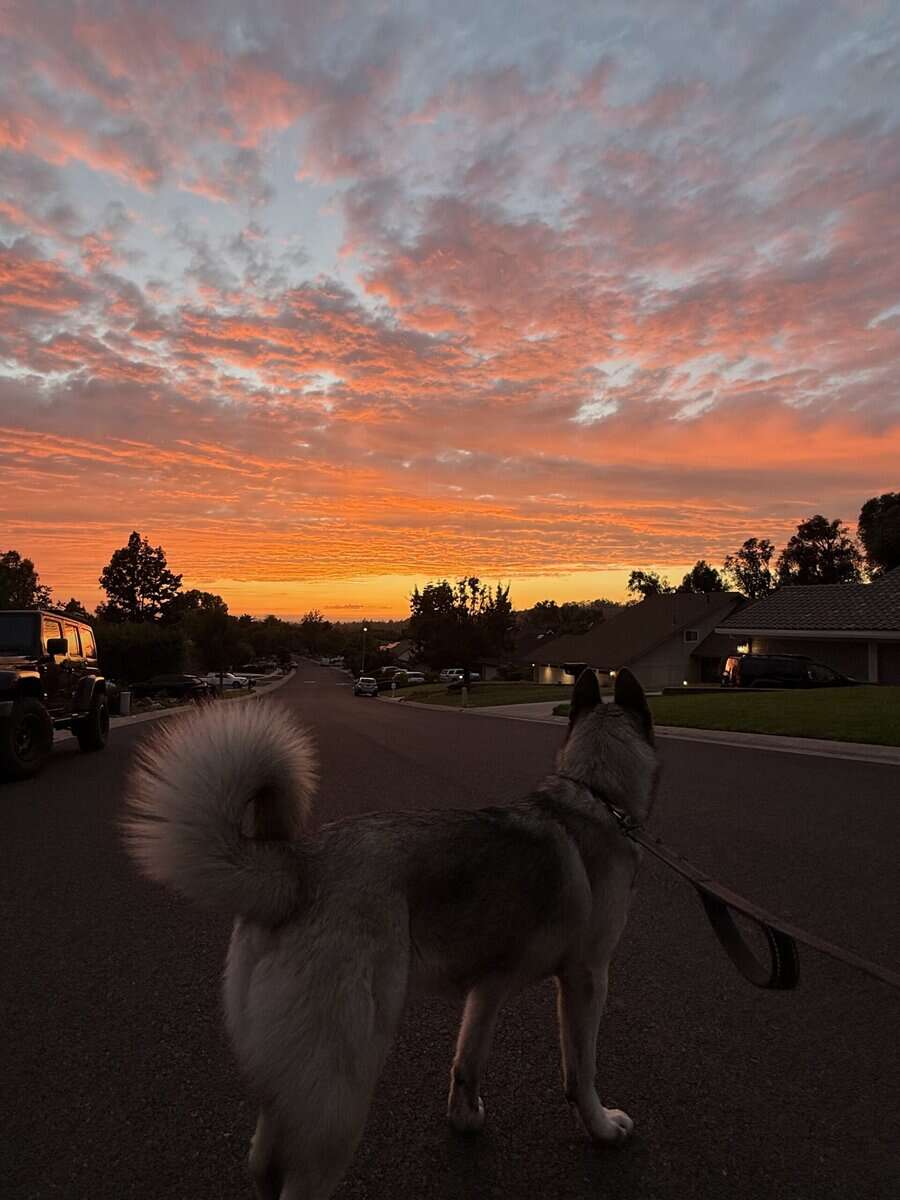 Husky Akita Mix image 7