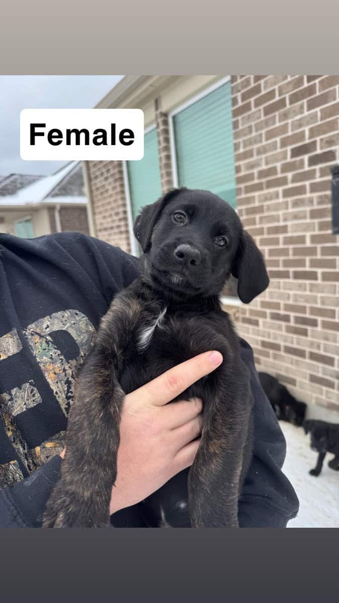 Golden Shepherd Puppies! image 4