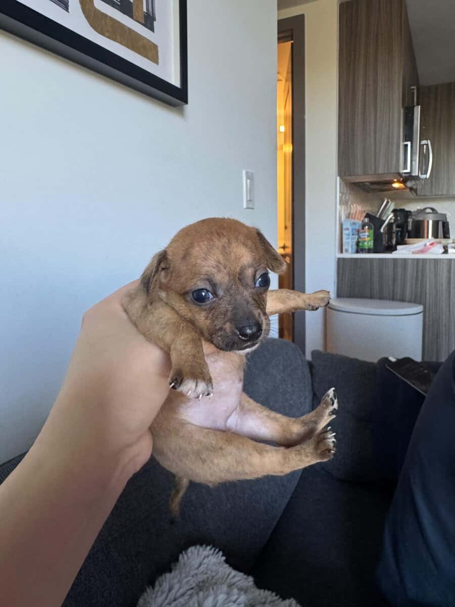 Beautiful Chihuahua puppies image 4