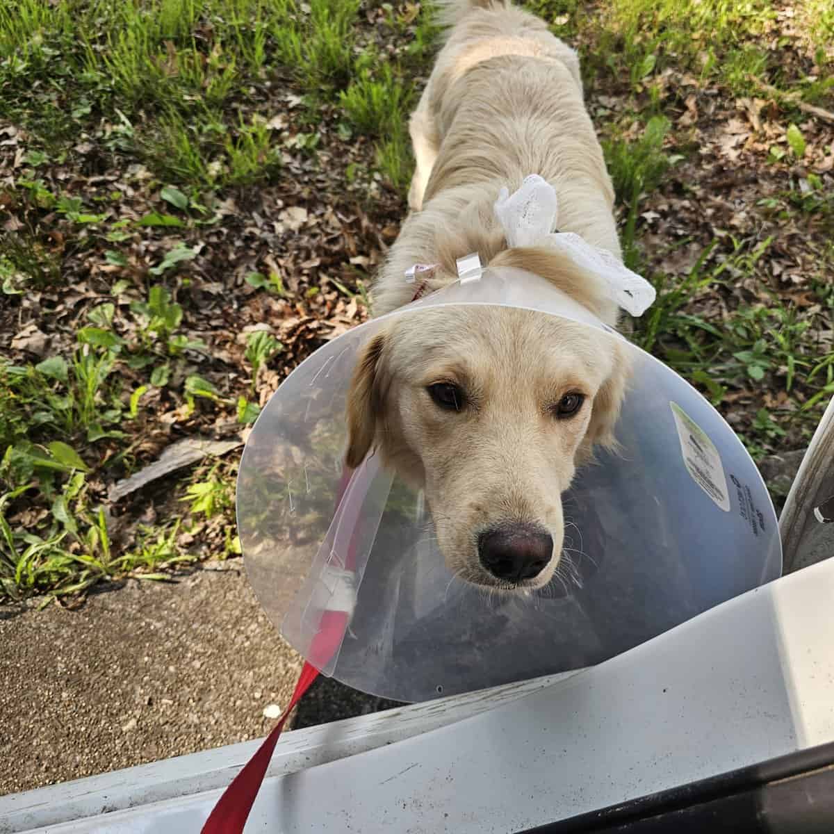 Golden retriever Mix image 3
