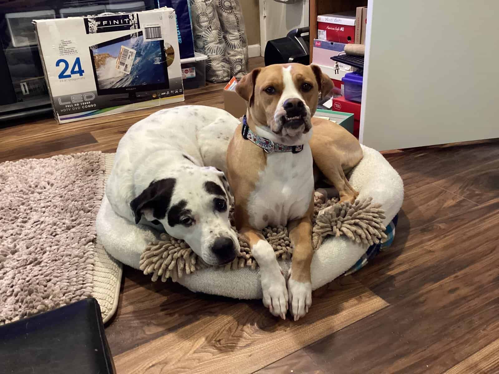 Fostered Boxer sisters need a forever home image 3