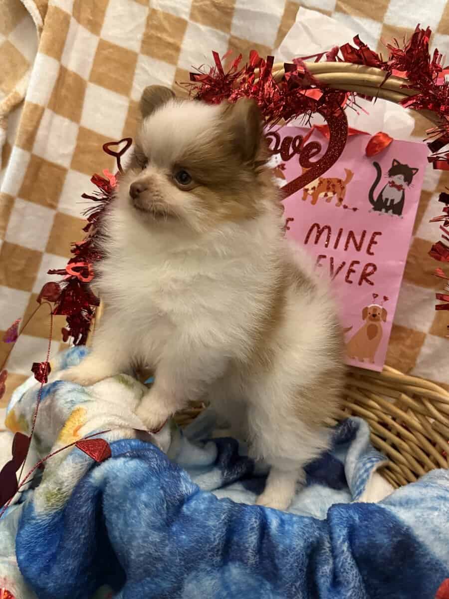 AKC Pomeranian image 3