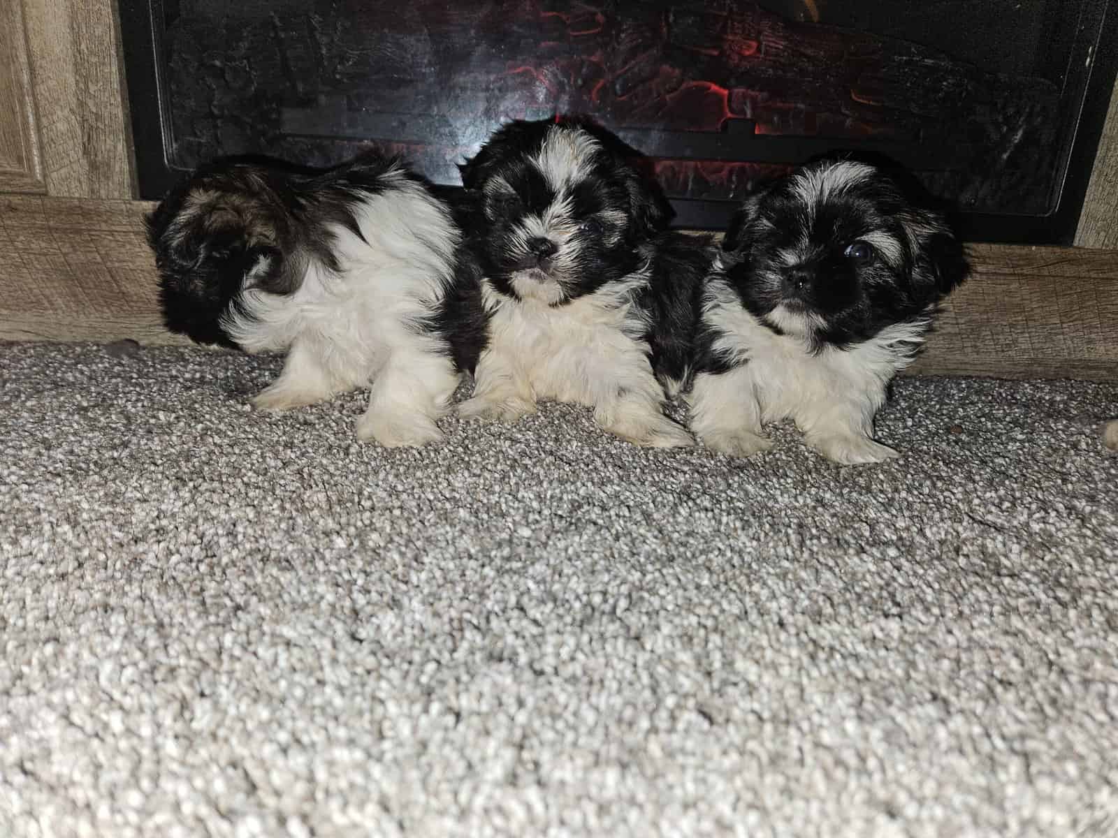 Imperial Shih-tzu Puppies image 4