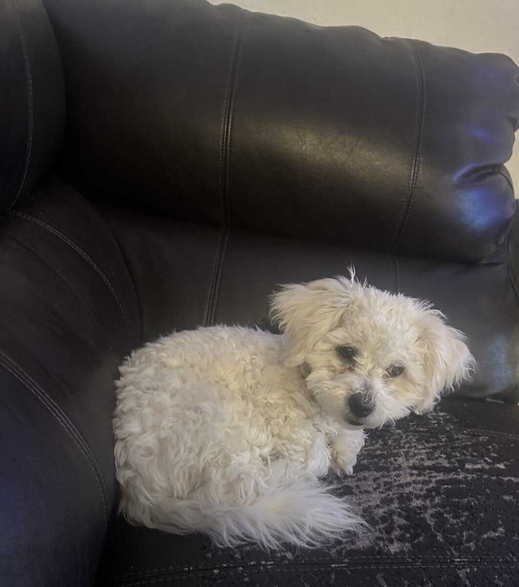 Honey, Sweet 6 month Shih Poo image 3