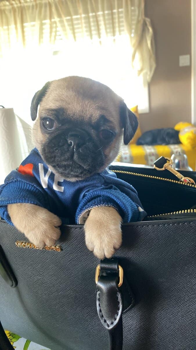 Female pug image 3