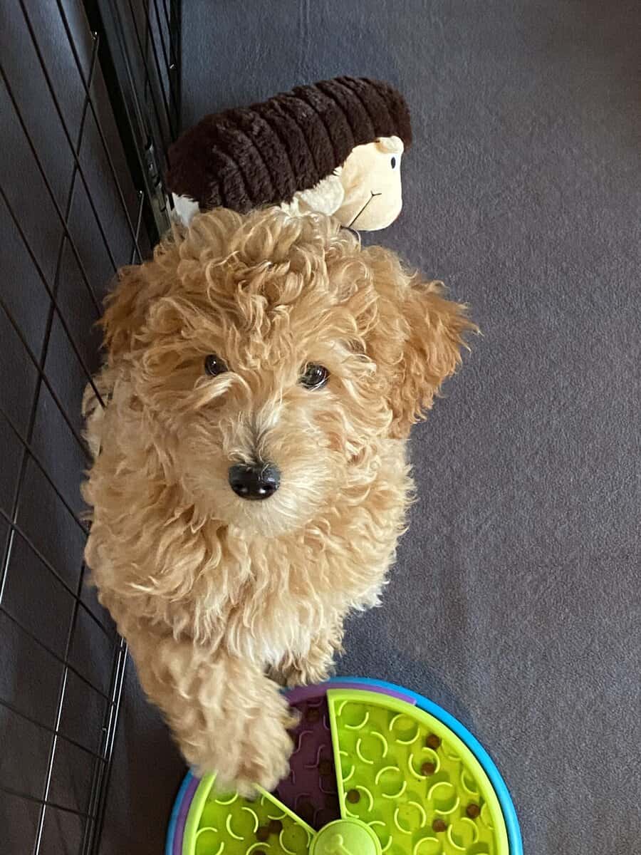 4 month old female mini goldendoodle for sale image 1