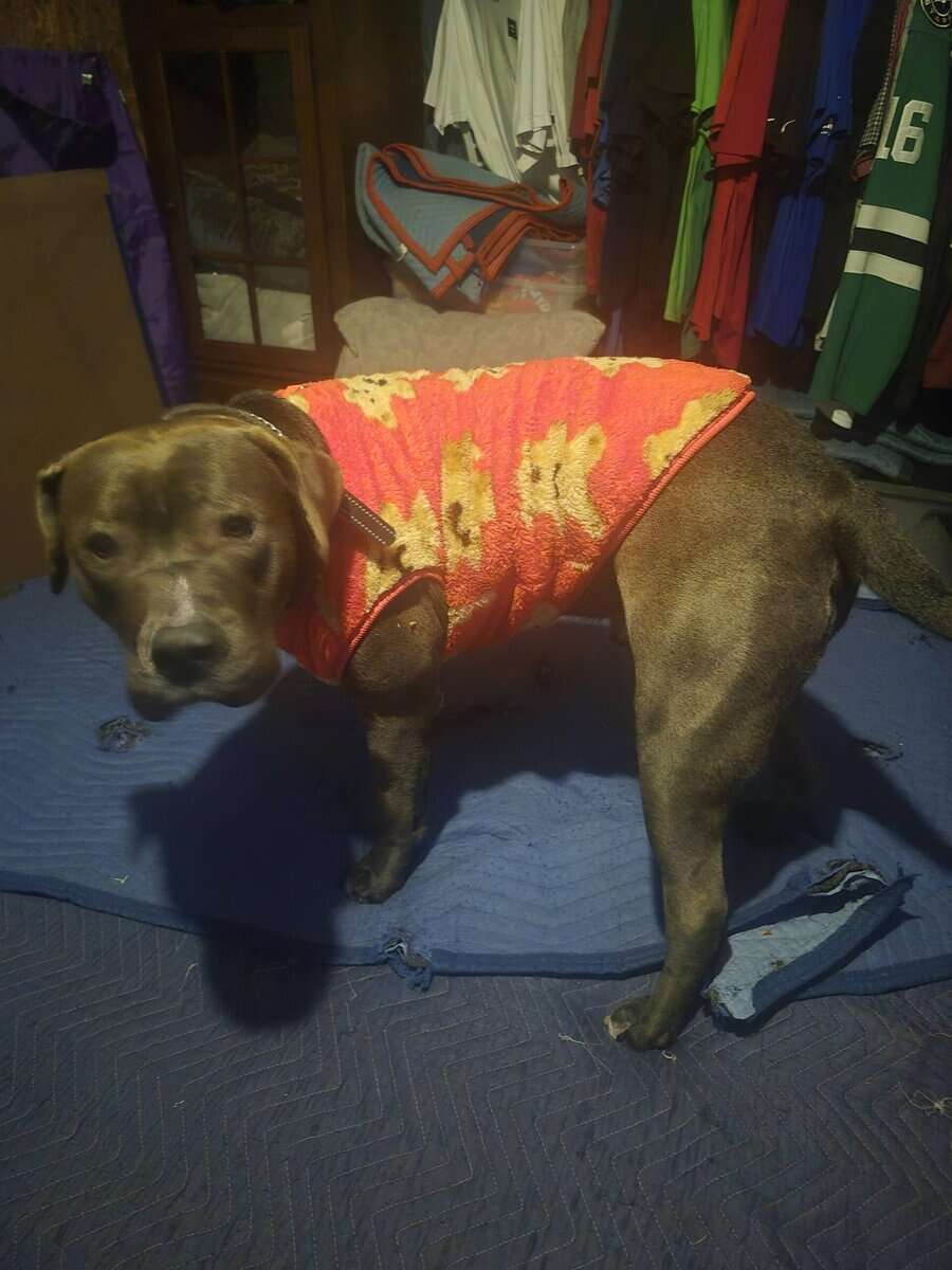 Pitbull to a loving home! image 2