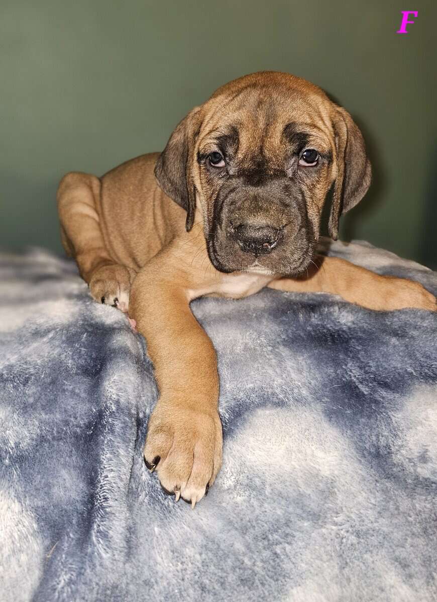 European Great Danes image 3