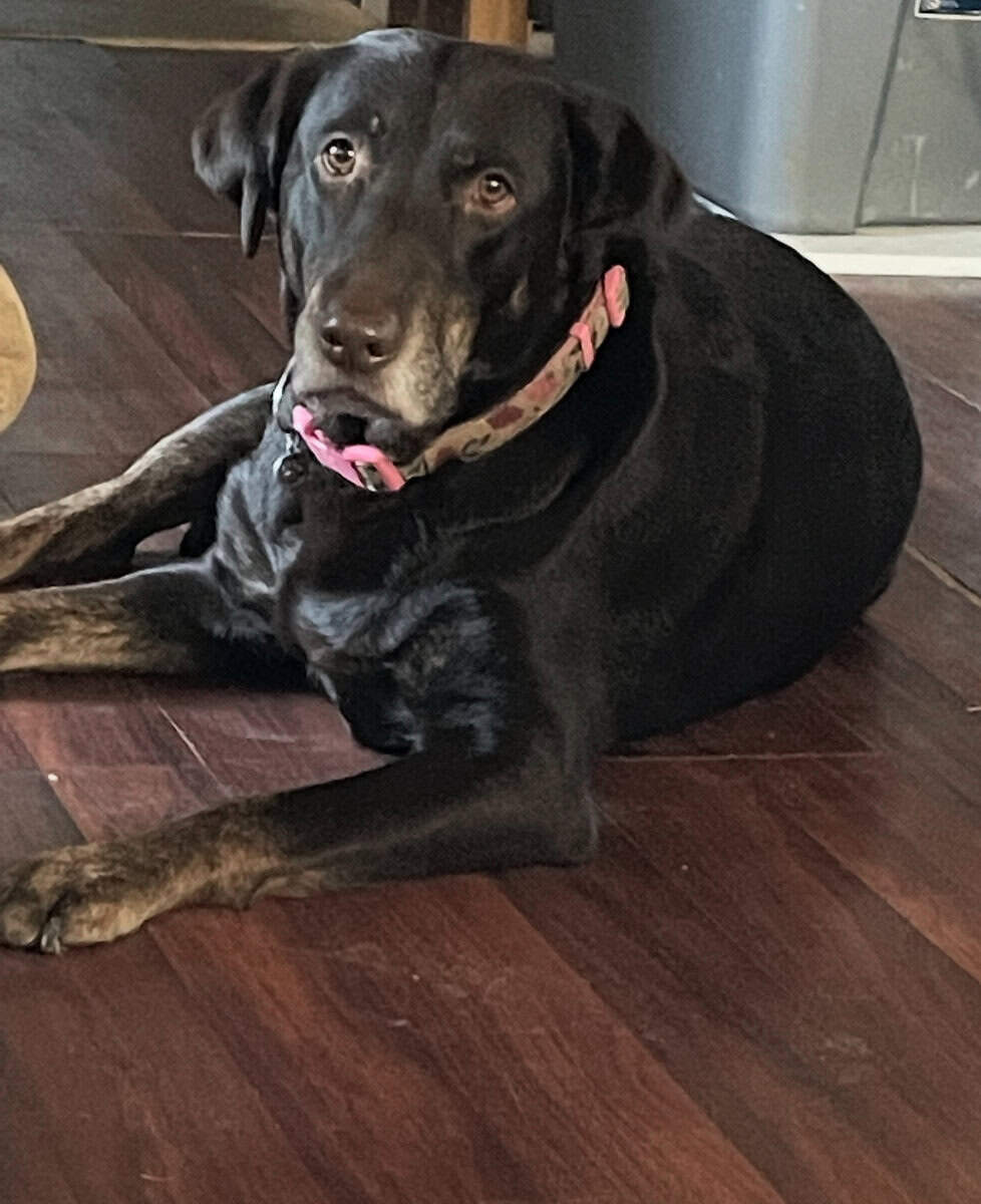 Sweet 8 y.o female lab image 1