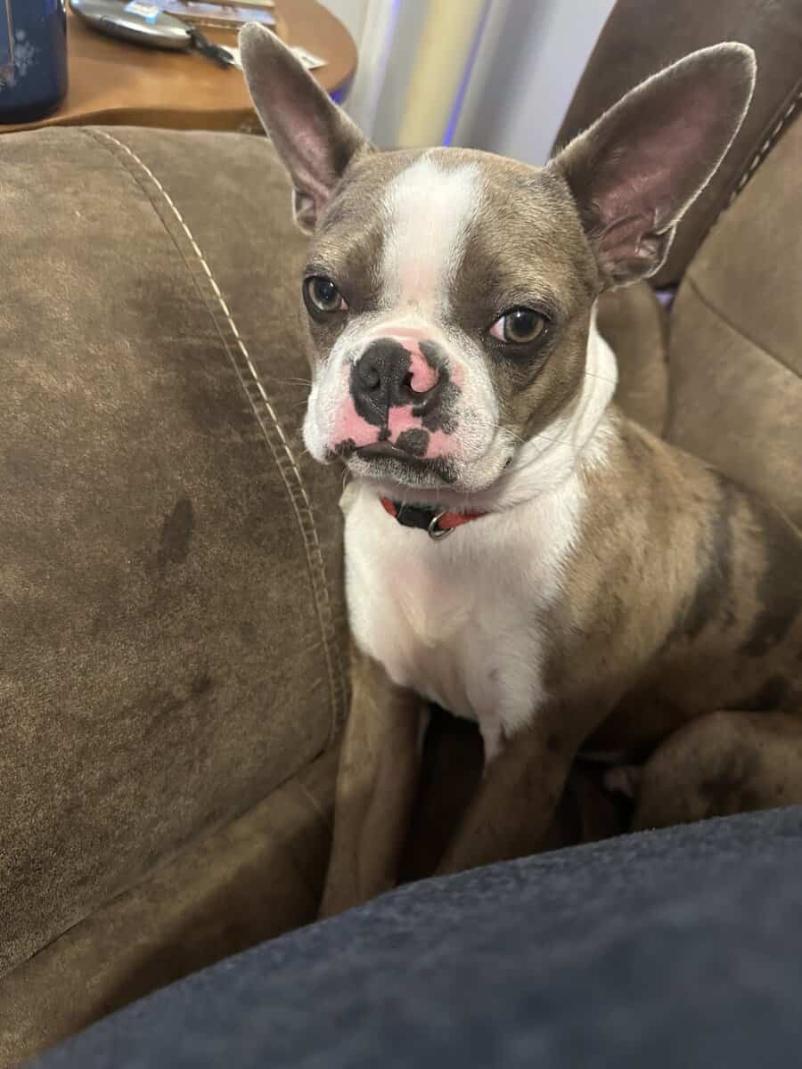 2 y/o Boston Terrier needs new home image 5