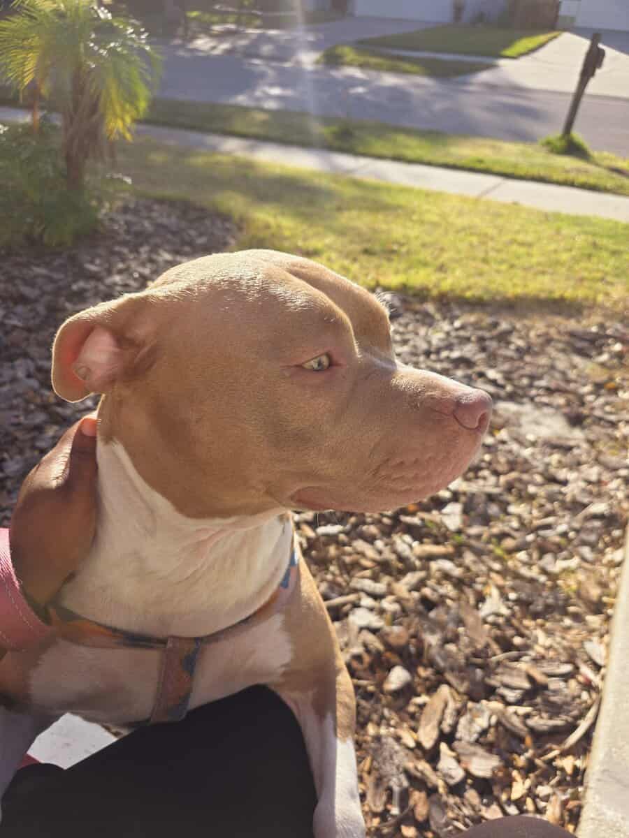 Red and Blue nose Pit image 2