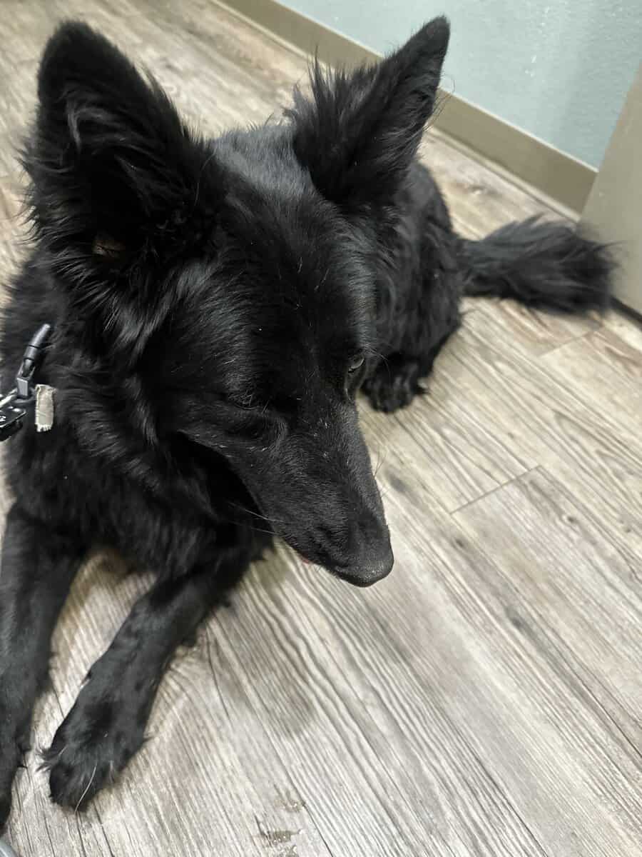 Black German shepherd (Zoe) image 2
