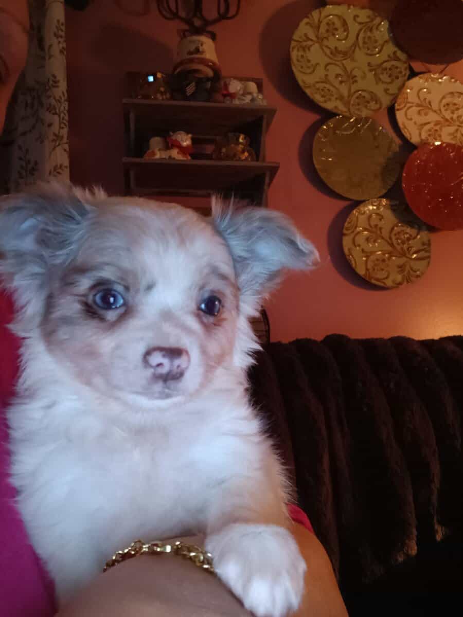 Long Coat Chihuahua Boy Ready to Go! image 5