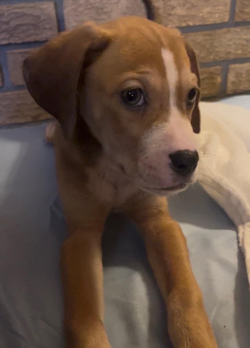 Dane/Dal mix puppies image 1