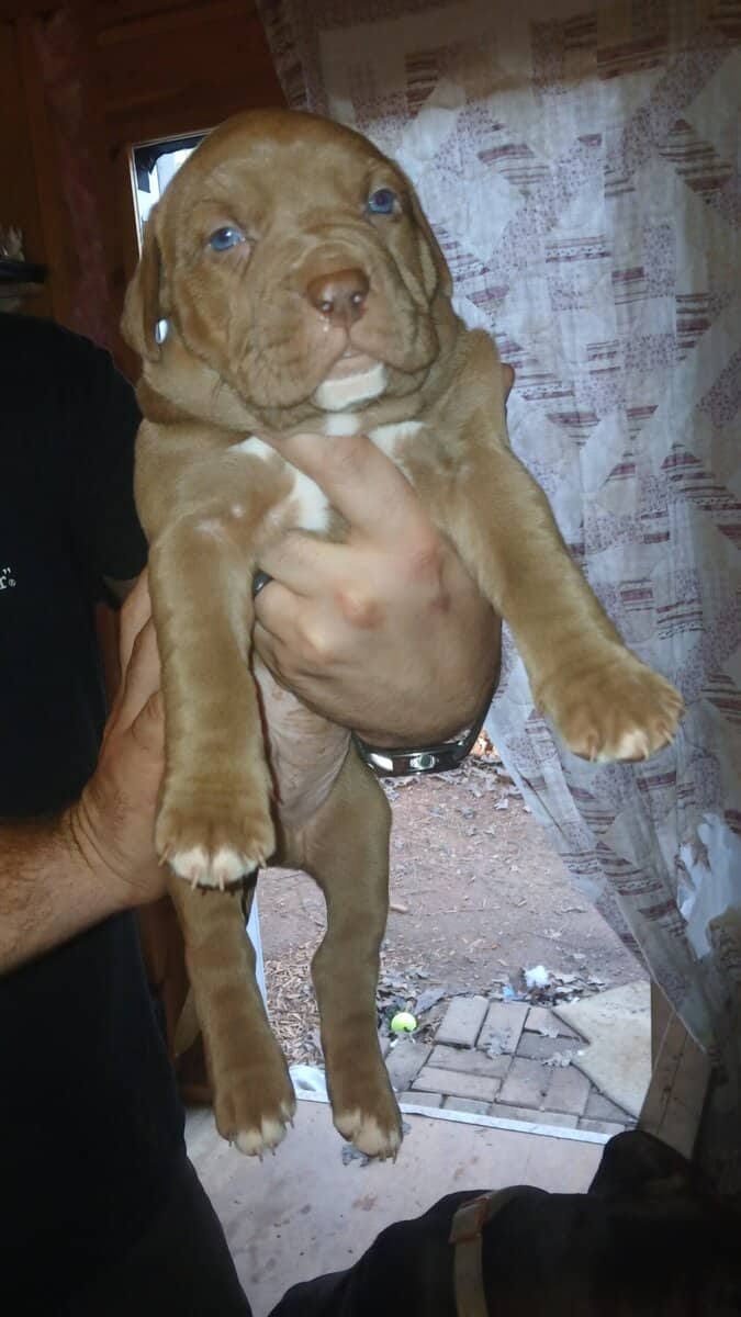 PUPPIES♡♡♡♡ image 4