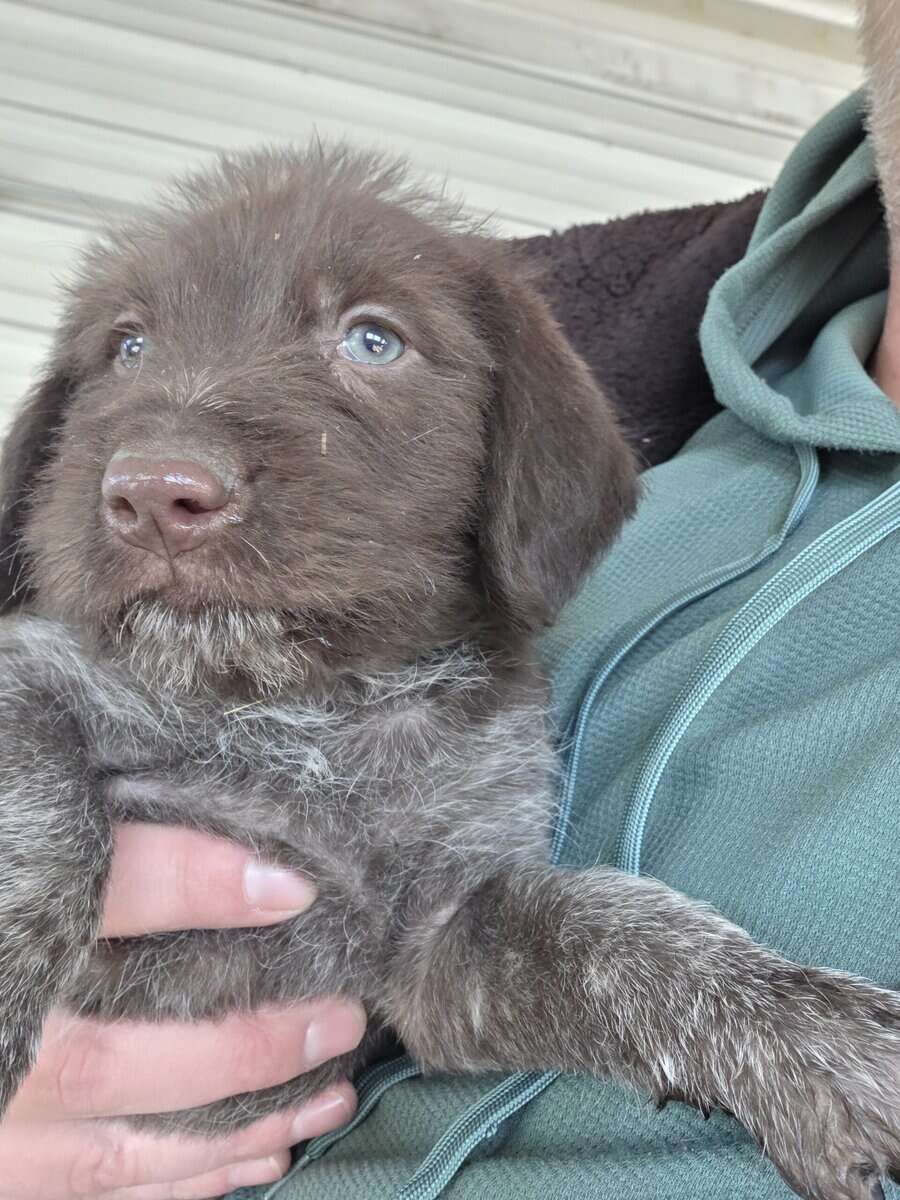 German Wirehaired Pointer Puppies image 4