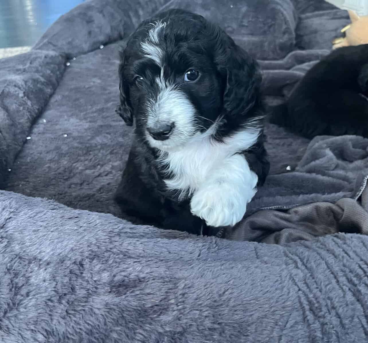 Baxter adorable Aussie doodle puppy image 2