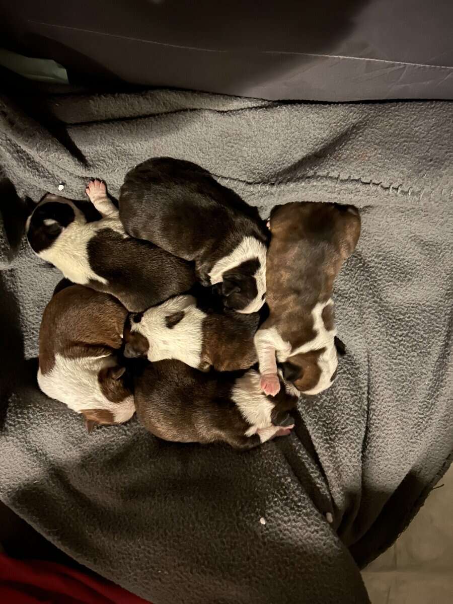 Boston terrier puppies image 2