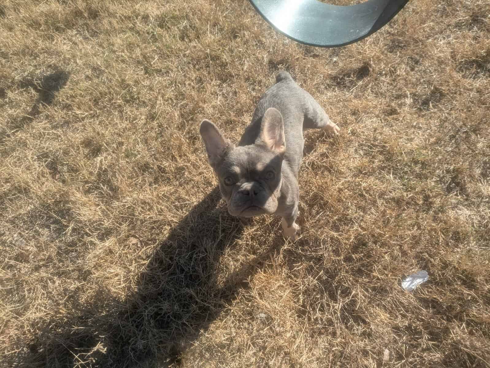 Buddy image 2