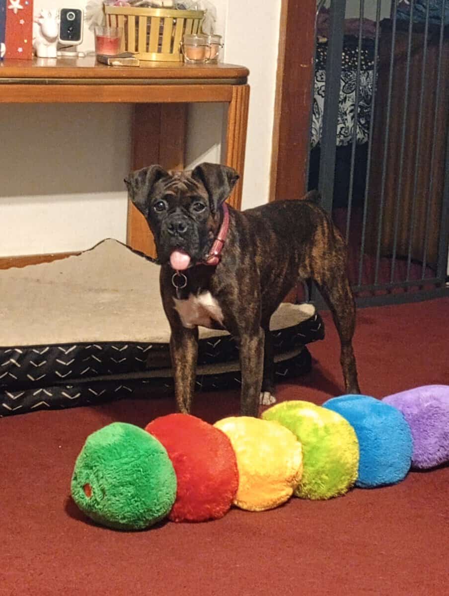Boxers image 1