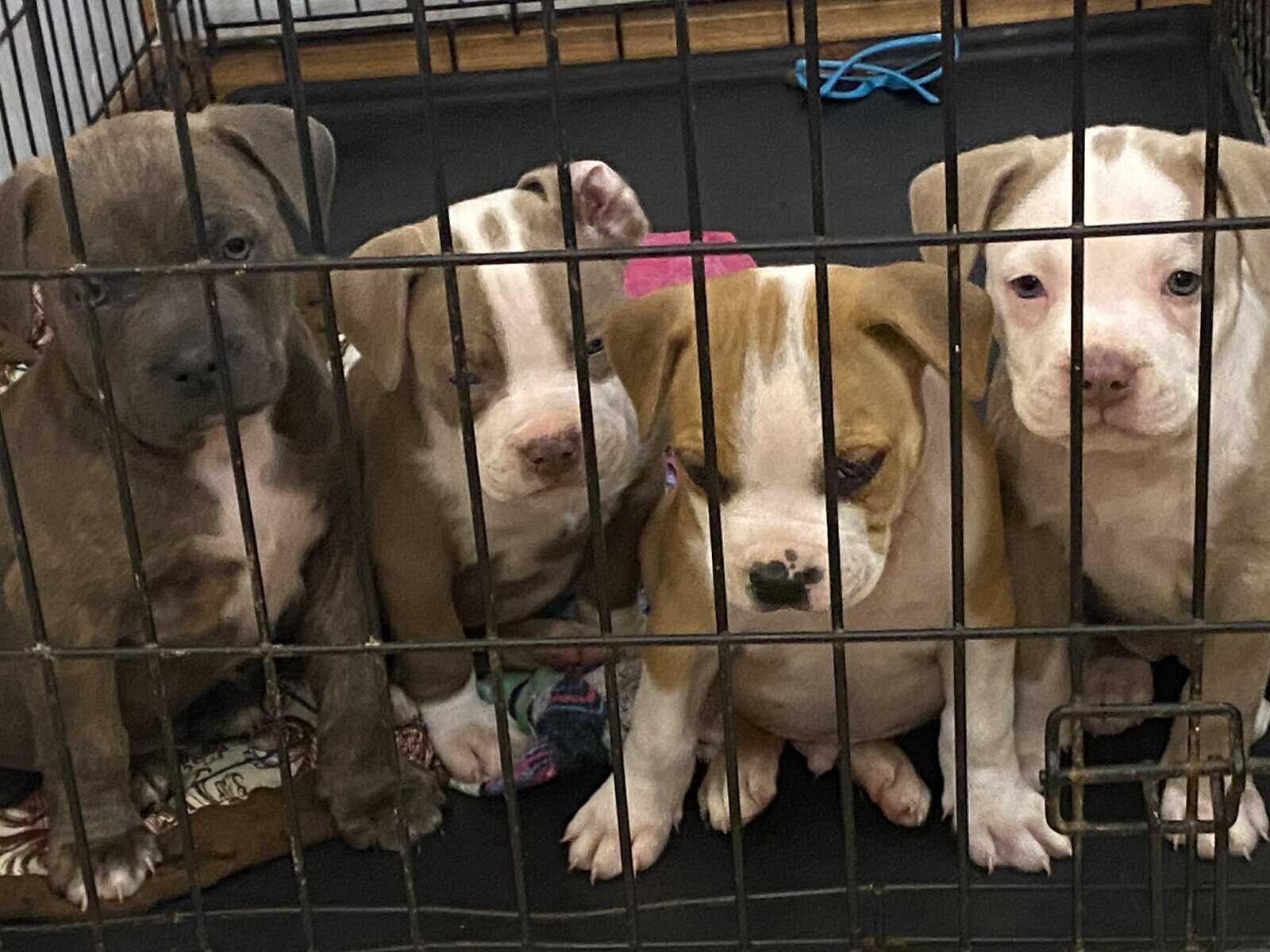 Pit bull puppies looking for forever home image 8