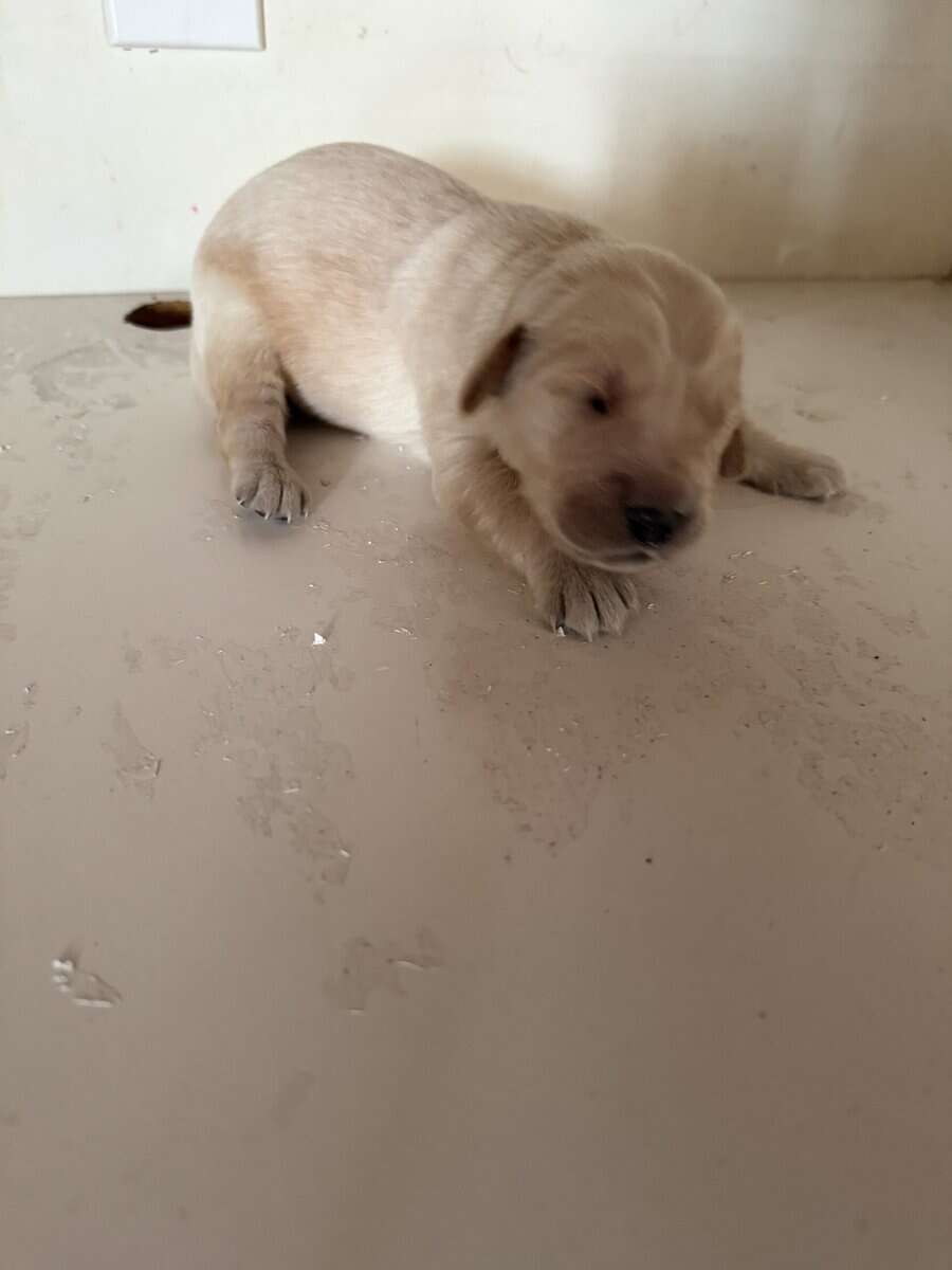 Golden Retrievers for sale image 1