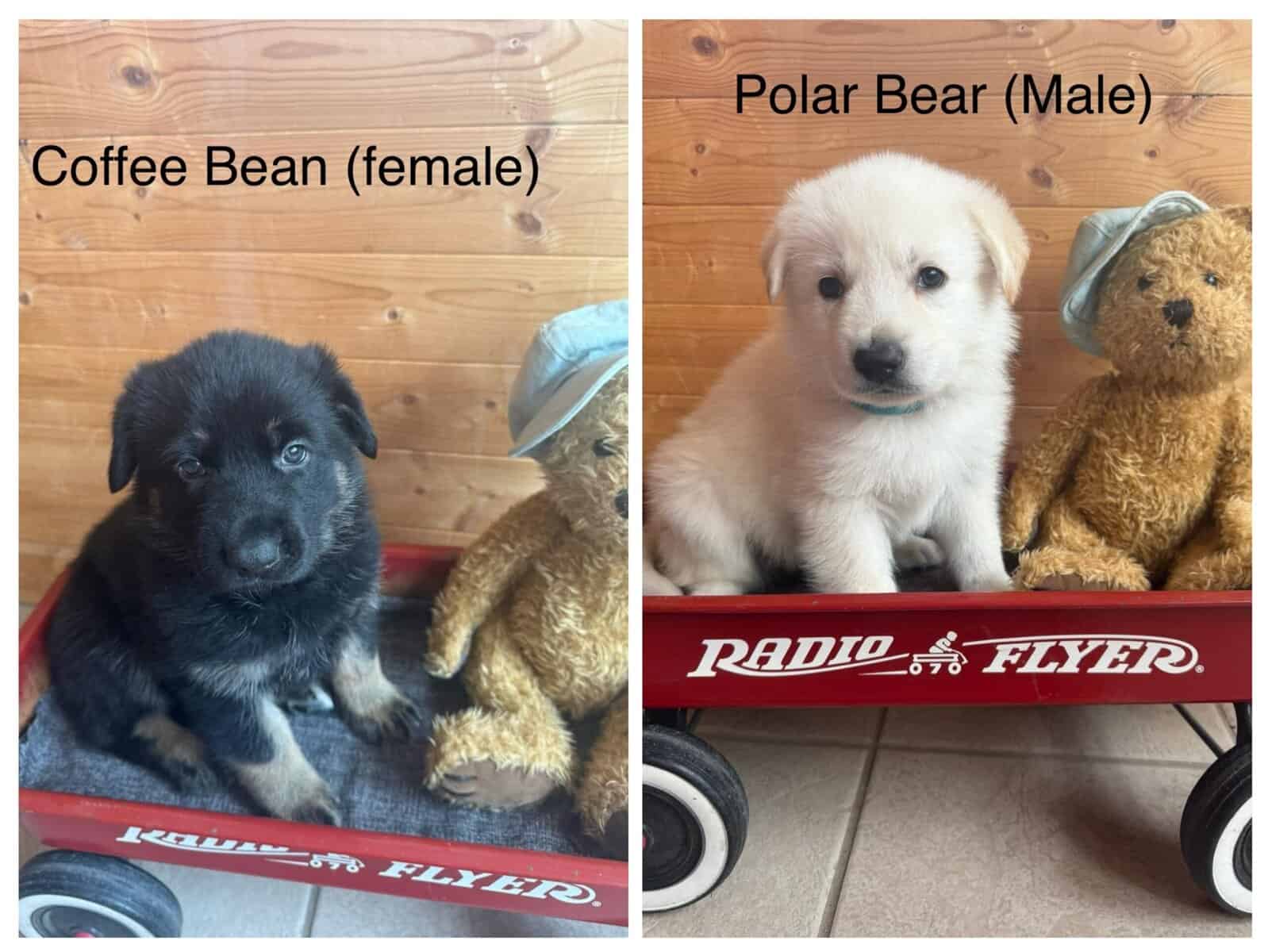 German Shepherd Puppies image 5