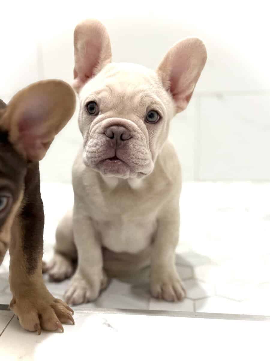 French Bulldog Puppy image 7
