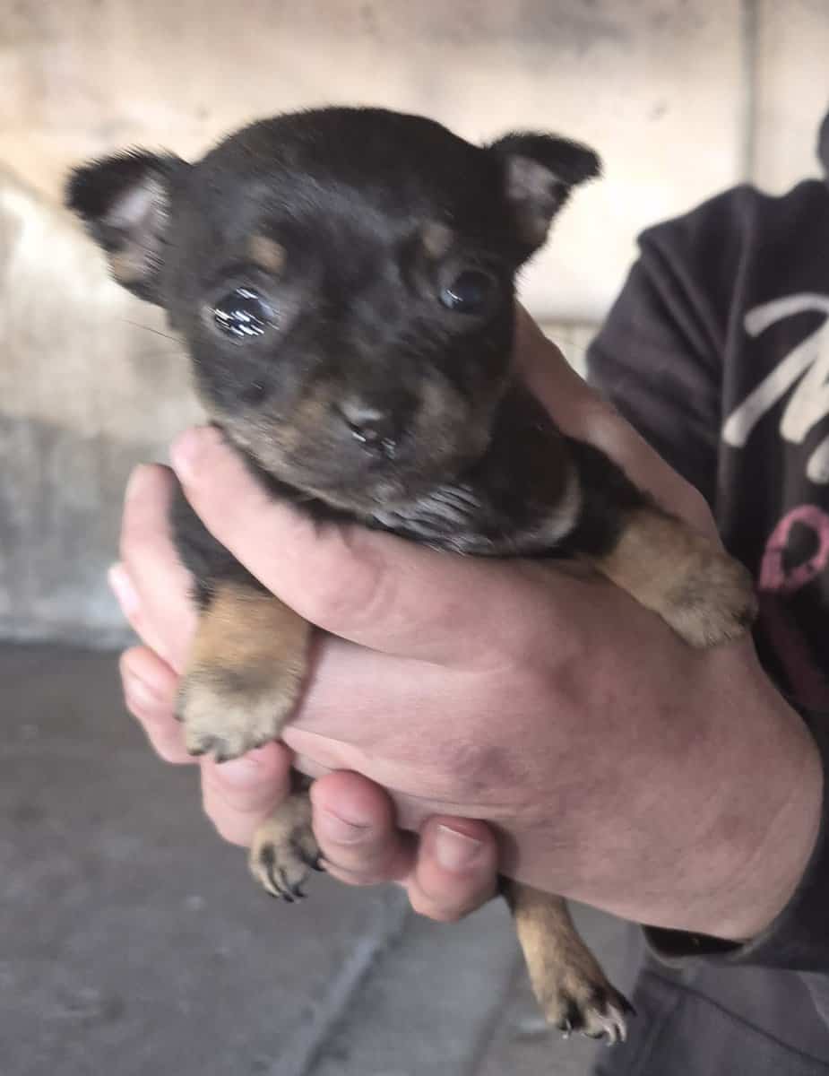 Chichuhua puppies image 2