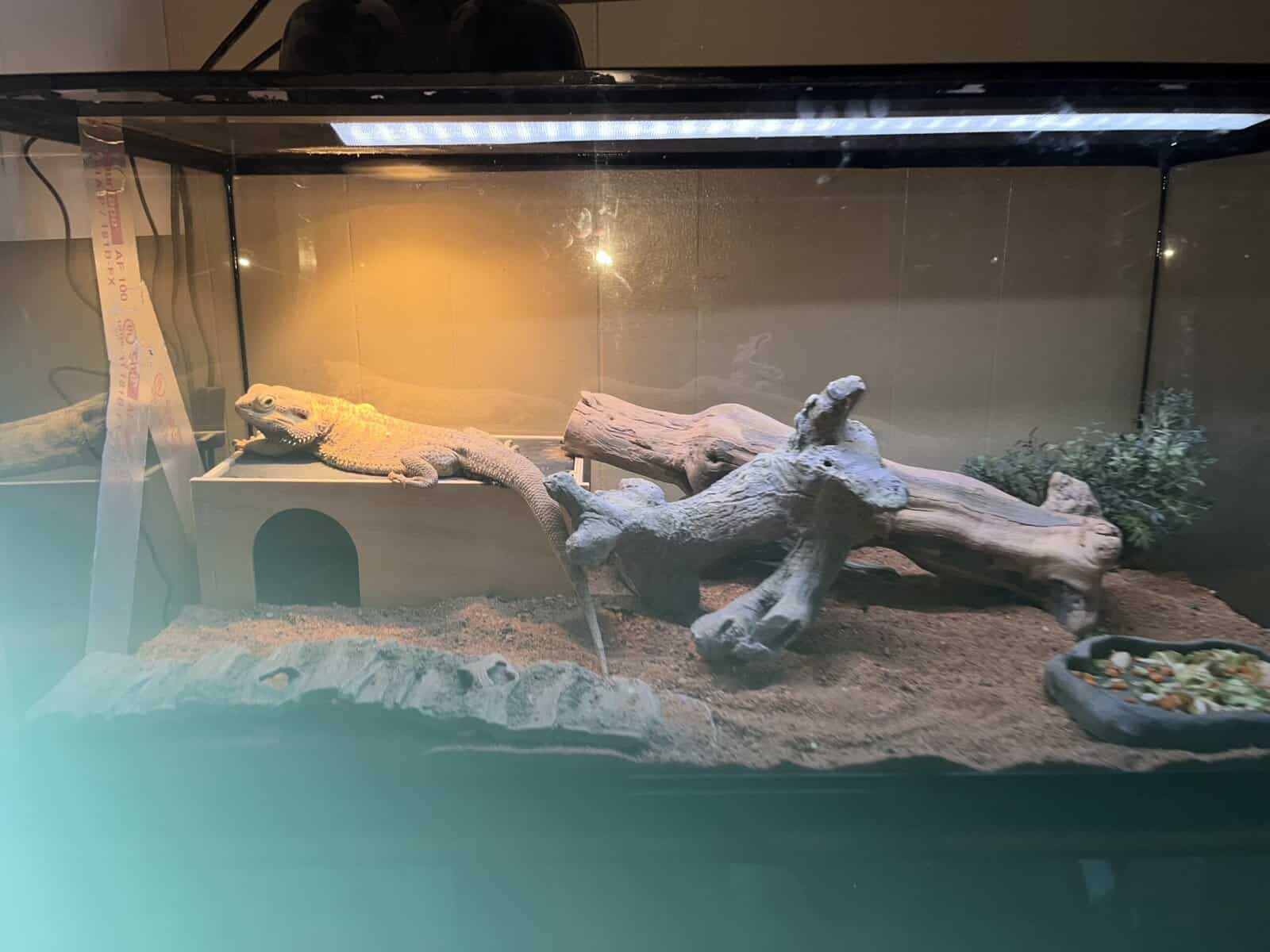 Bearded Dragon image 1