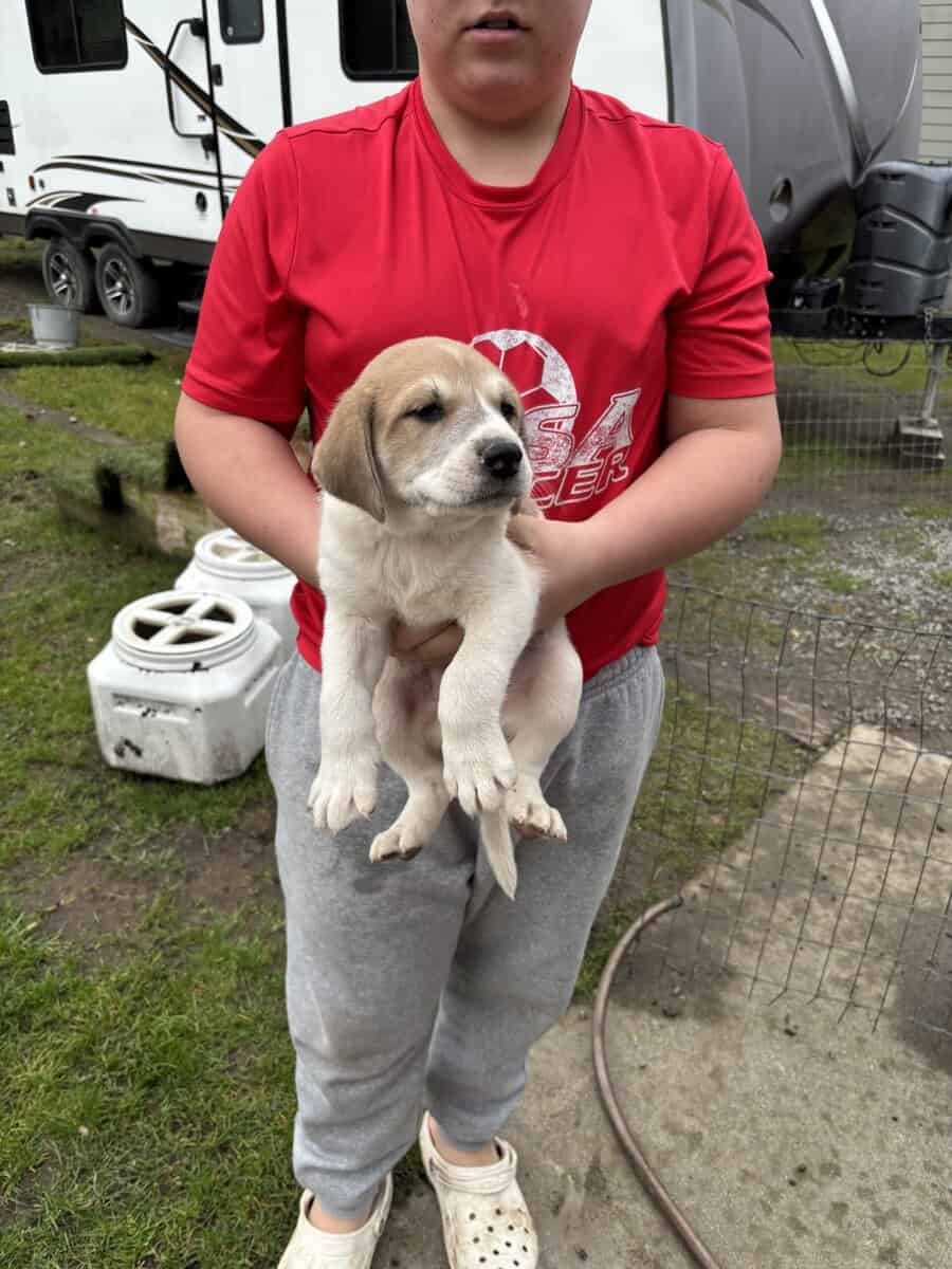 Puppies (large breed) image 5