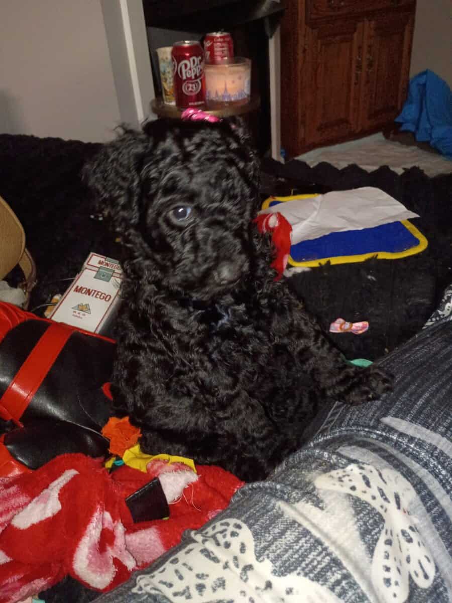 Labradoodles image 9