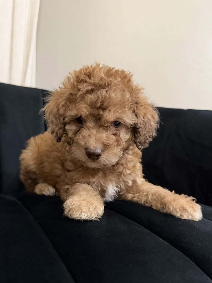Mini F1B Aussiedoodles | 8-12lbs image 6