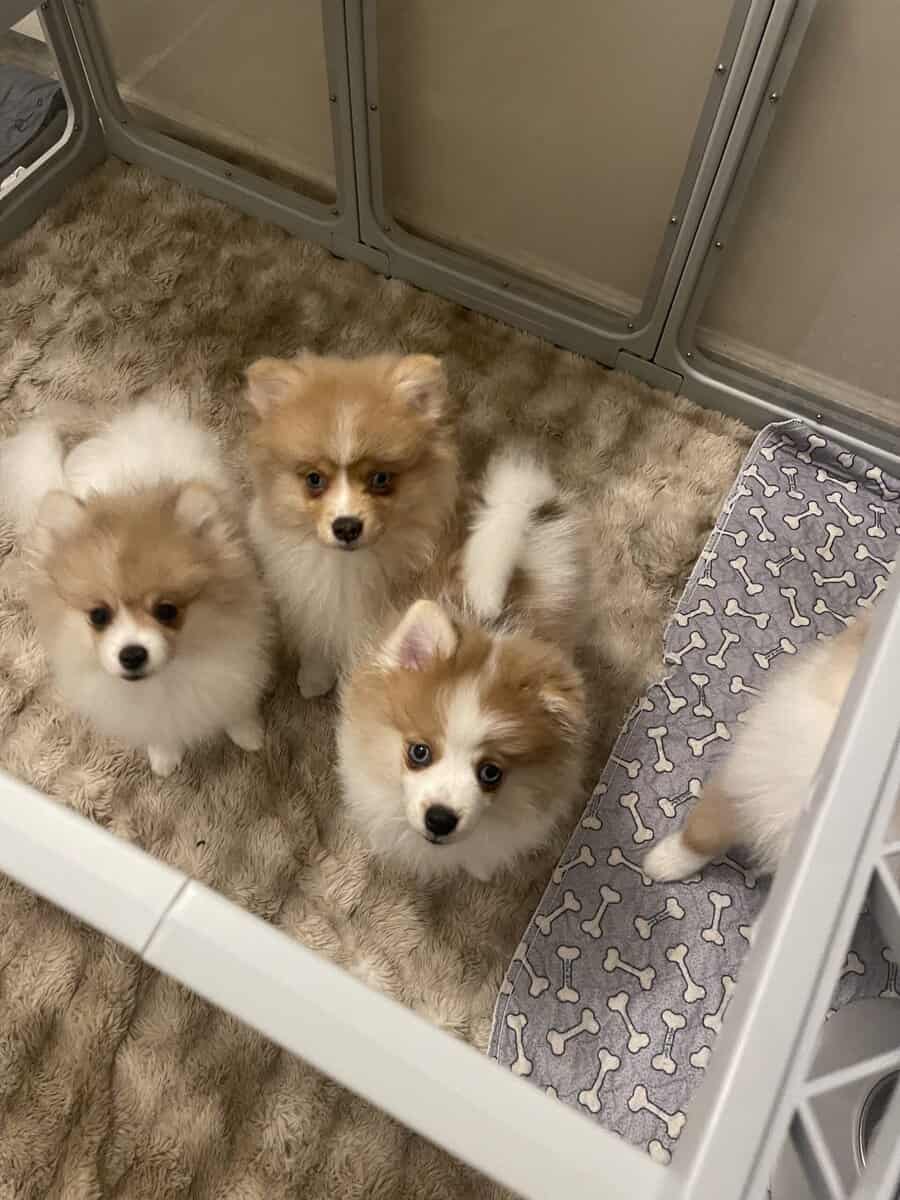 🐾 Pomeranian Puppies Available – Georgia 🐾 image 1