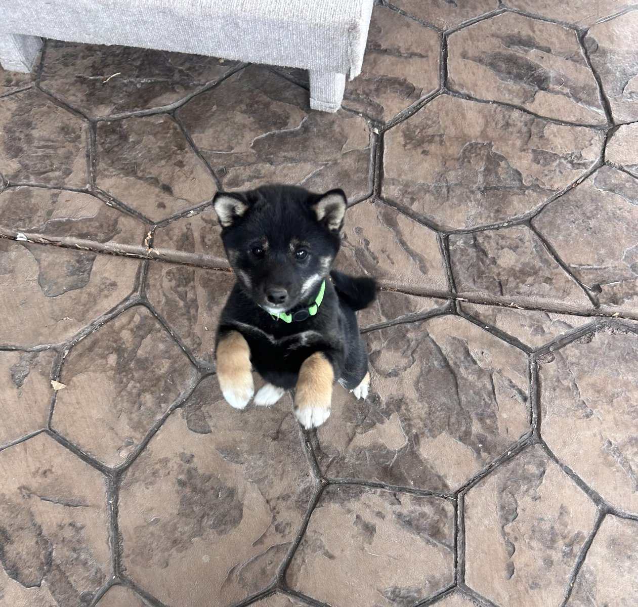 4 female pure bred Shiba Inu puppies - 9 weeks old image 5