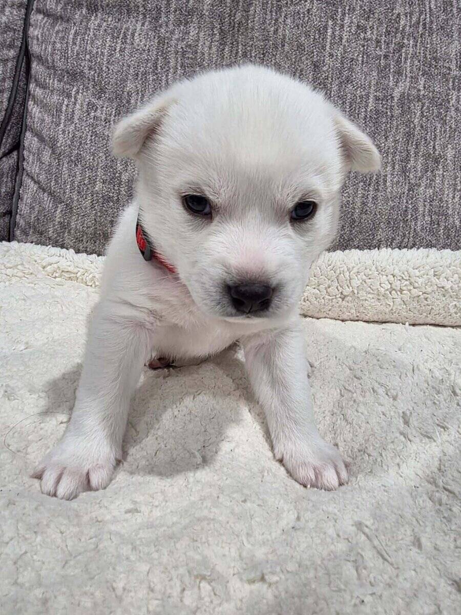 Siberian Husky puppy image 6