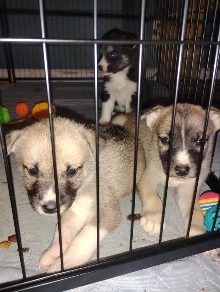 Siberian Husky image 7