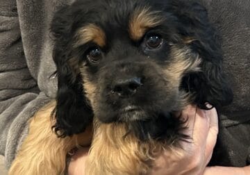 Three AKC registered American cocker spaniel pups