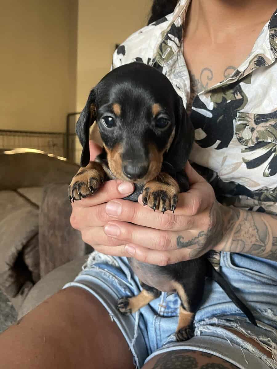 Female Miniature Dachshounds image 1