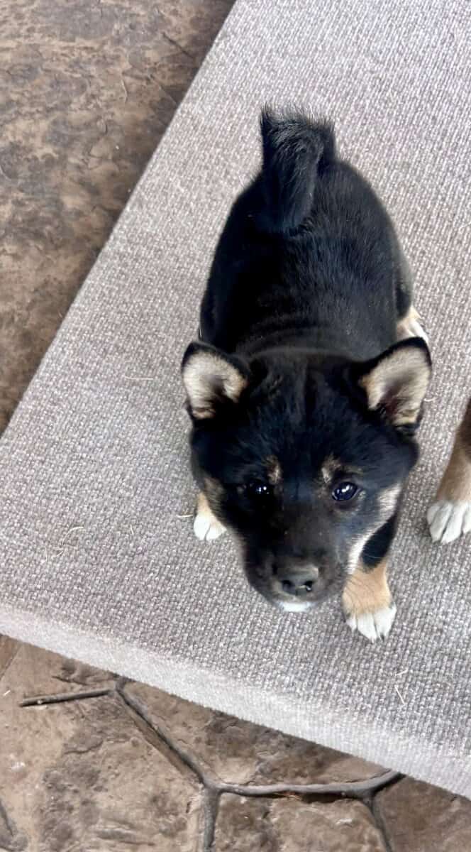 4 female pure bred Shiba Inu puppies - 9 weeks old image 6