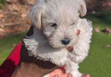 Beautiful White Adorable Male Min Schnauzer