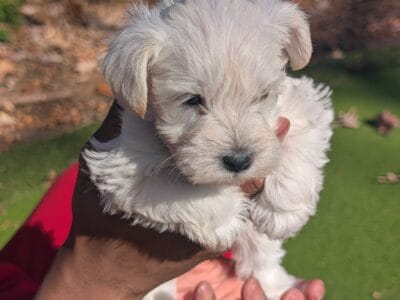 Beautiful White Adorable Male Min Schnauzer
