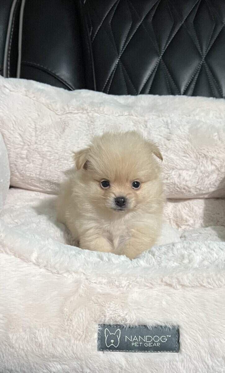 Pomeranian Puppies image 3