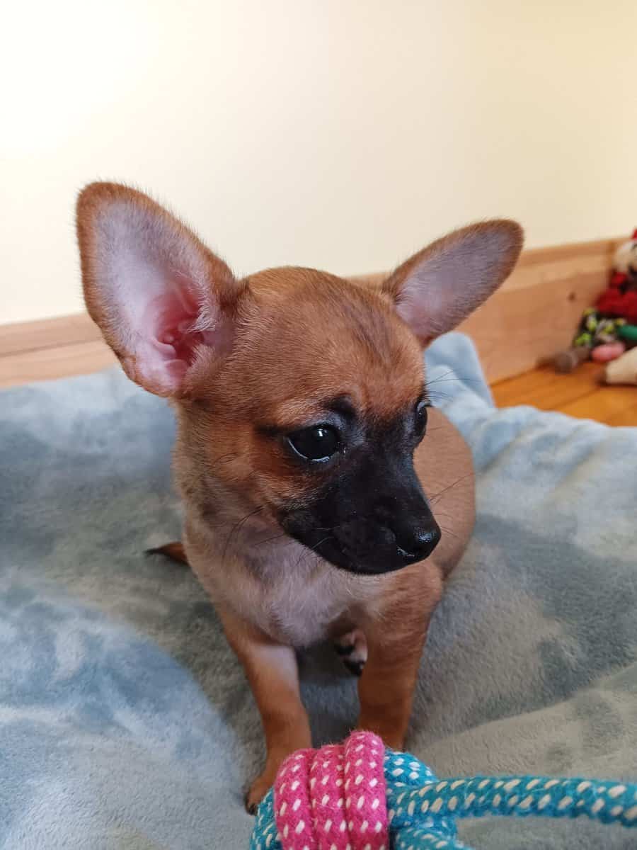 Chihuahua image 7