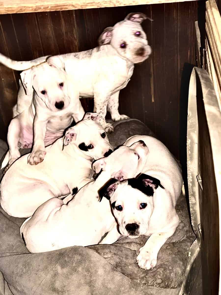 Adorable Staffordshire Terrier pups image 2