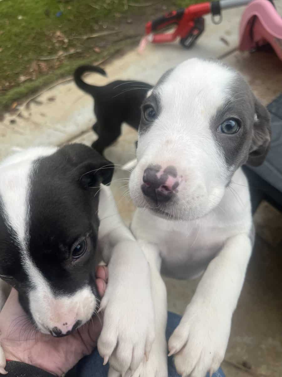 3 female putti mix puppies image 4